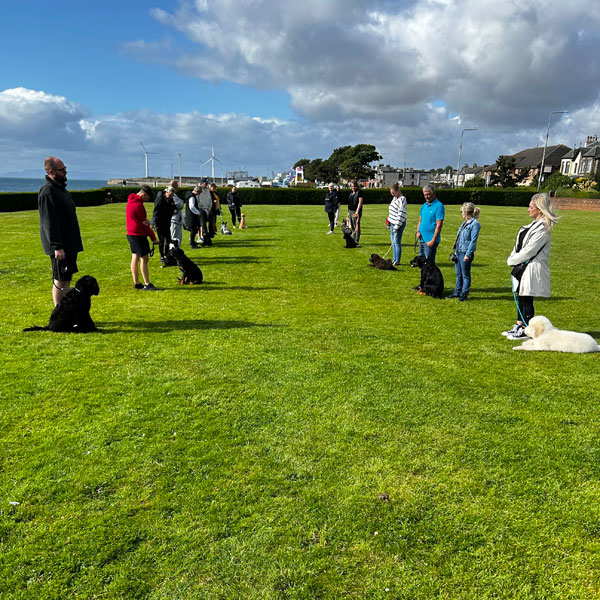A group training class for dogs.